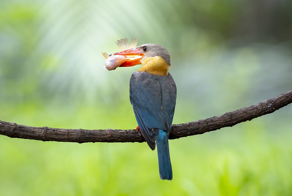 thailand food